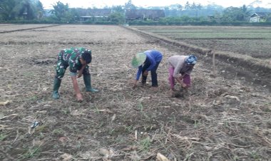 Penyiangan Tanaman Jagung Di Lahan Demplot 