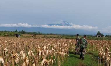 Program Pertama Sukses, Kodim Banyumas Kembali Siapkan Lahan Hanpang