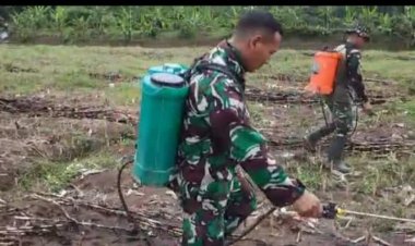 Memicu Pertumbuhan Jagung, Anggota Kodim 0712 Tegal Lakukan Penyemprotan Rutin