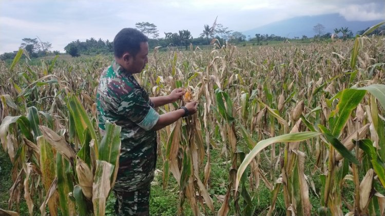 Tanaman Jagung Demplot Kodim 0702/Purbalingga Siap Panen