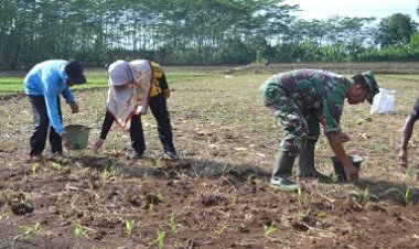 Pemupukan Pertama Demplot Kodim 0704 Banjarnegara