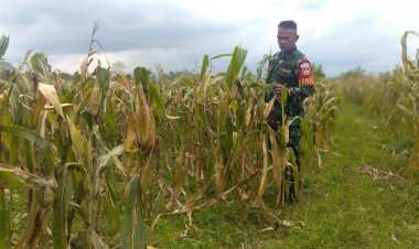 Dansatgas Han Pangan Kodim Purbalingga Cek Kesiapan Panen Tanaman Jagung