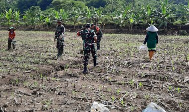 Pemupukan Jagung lahan Ketahanan Pangan Kodim 0712/Tegal