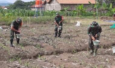 Pantauan Rutin Tanaman Jagung Ketahanan Pangan Kodim 0712/Tegal