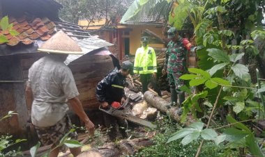 Dapur Rumah Warga Tertimpa Pohon Kelapa, Babinsa Langsung Sigap