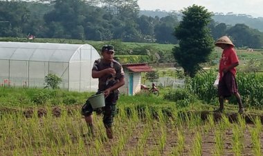 Kodim Banyumas Lakukan Pemupukan Tanaman Padi