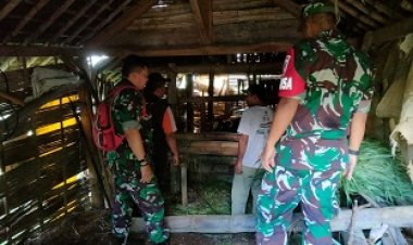 Koramil 11 Punggelan Melaksanakan Pendampingan Langsung Vaksin PMK