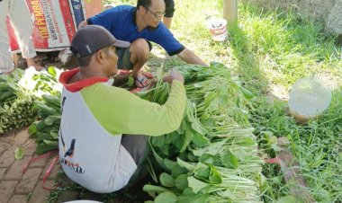 Lapas Ambarawa Panen Sayuran Kangkung Hasil Kegiatan WBP