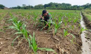 Perawatan Secara Intensif Tanaman Jagung di Lahan Demlot Kodim Tegal