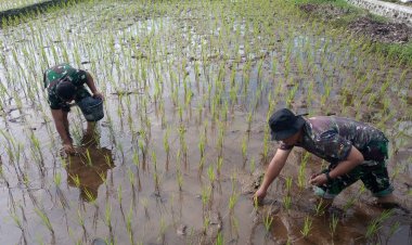 Kodim Banyumas Lakukan Pembersihan Keong Pada Tanaman Padi
