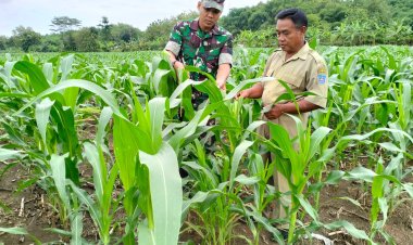Upaya Cegah Hama, Anggota Kodim 0712 Tegal  Bersama Gapoktan Cek Tanaman Jagung.