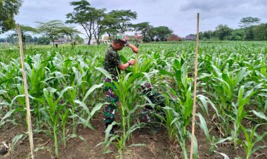 Kondisi Tanaman Jagung Ketahanan Pangan Kodim 0712 Tegal Tumbuh Subur