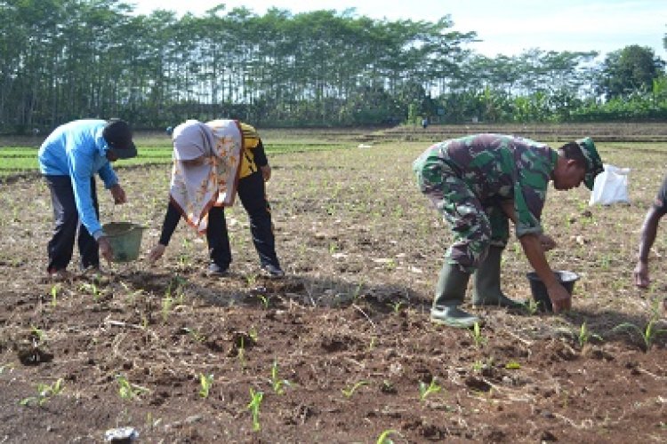 Pemupukan Pertama Demplot Kodim 0704 Banjarnegara
