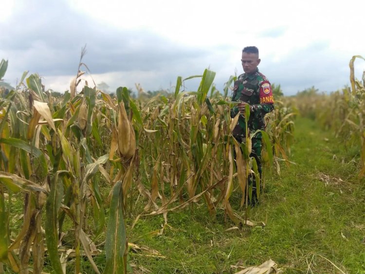 Dansatgas Han Pangan Kodim Purbalingga Cek Kesiapan Panen Tanaman Jagung