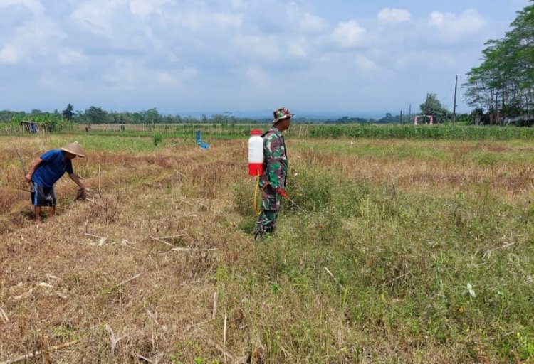 Kodim Banyumas Semprotkan Herbisida Guna Siapkan Lahan Hanpang