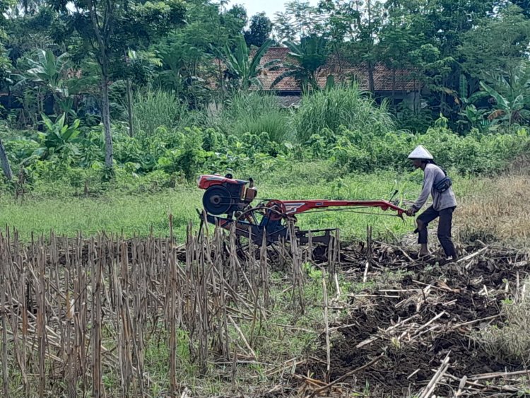 TNI Kodim 0710/Pekalongan Mulai Olah Lahan Untuk Tanaman Jagung