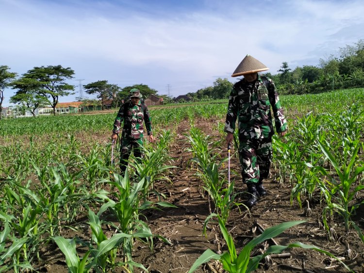 Anggota Kodim 0712 Tegal Kendalikan Gulma Pada Tanaman Jagung