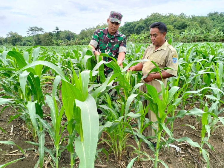 Upaya Cegah Hama, Anggota Kodim 0712 Tegal  Bersama Gapoktan Cek Tanaman Jagung.