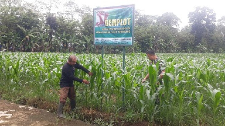  Pemantauan Tanaman Jagung Hibrida Bisi 18 Di Lahan Demplot 