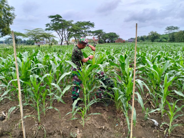 Kondisi Tanaman Jagung Ketahanan Pangan Kodim 0712 Tegal Tumbuh Subur