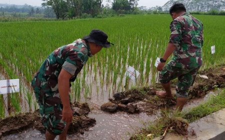 Ingin Hasil Yang Maksimal, Kodim Banyumas Aliri Tanaman Padi