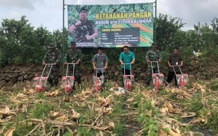 Perkuat Ketahanan Pangan, Kodim Purbalingga Tanam Jagung