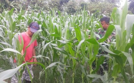 Babinsa Pemantauan Tanaman Jagung Bisi 18 Secara Langsung Di Lapangan