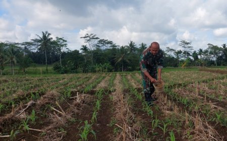 Kodim Banyumas Lakukan Pemupukan ke 1 Tanaman Jagung Di Kembaran