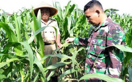 Bati Wanwil  Bersama Babinsa dan Kelompok Tani Mengecek Pertumbuhan Jagung