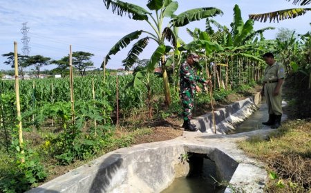 Sukseskan Swasembada Pangan, Anggota Kodim Tegal Pantau Irigasi Tanaman jagung