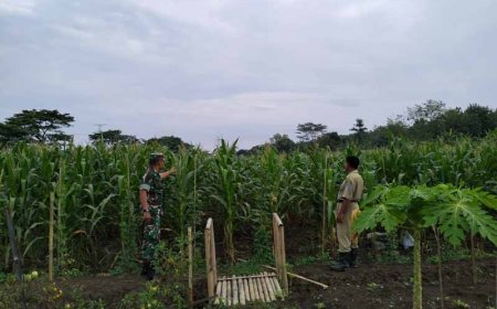 Lahan Jagung Ketahanan Pangan Kodim 0712/Tegal Tumbuh Subur