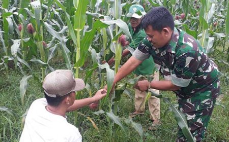 Pengurangan Jumlah Tongkol Jagung untuk Meningkatkan Produksi dan Produktivitas