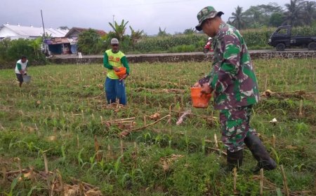 Pemupukan Pertama di Lahan Demplot Kodim Purbalingga