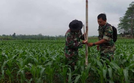 Tanaman Jagung Kodim Di Demplot Kembaran Tumbuh Baik