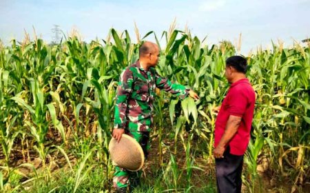 Anggota Kodim 0712 Tegal Melakukan Pengecekan Rutin tanaman Jagung