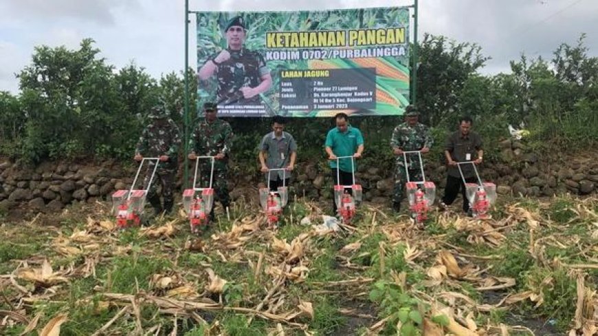 Perkuat Ketahanan Pangan, Kodim Purbalingga Tanam Jagung