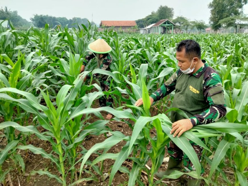 Upaya Peningkatan Tanaman Jagung Ketahanan Pangan Kodim 0712/Tegal