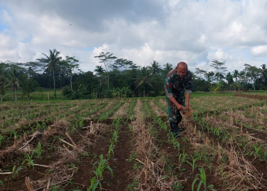 Kodim Banyumas Lakukan Pemupukan ke 1 Tanaman Jagung Di Kembaran
