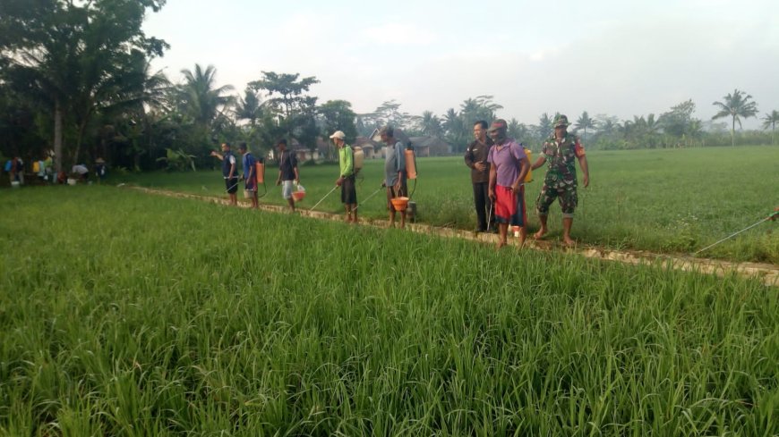 Babinsa Bersama Gapoktan Tirta Sari Cegah Hama Wereng