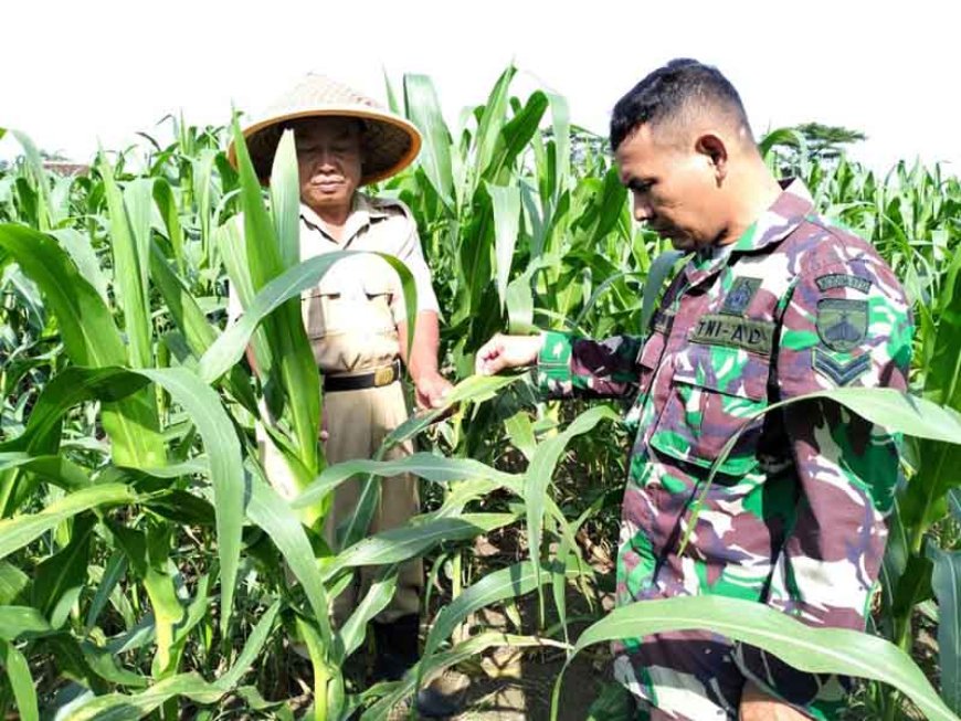 Bati Wanwil  Bersama Babinsa dan Kelompok Tani Mengecek Pertumbuhan Jagung