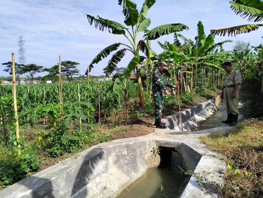 Sukseskan Swasembada Pangan, Anggota Kodim Tegal Pantau Irigasi Tanaman jagung