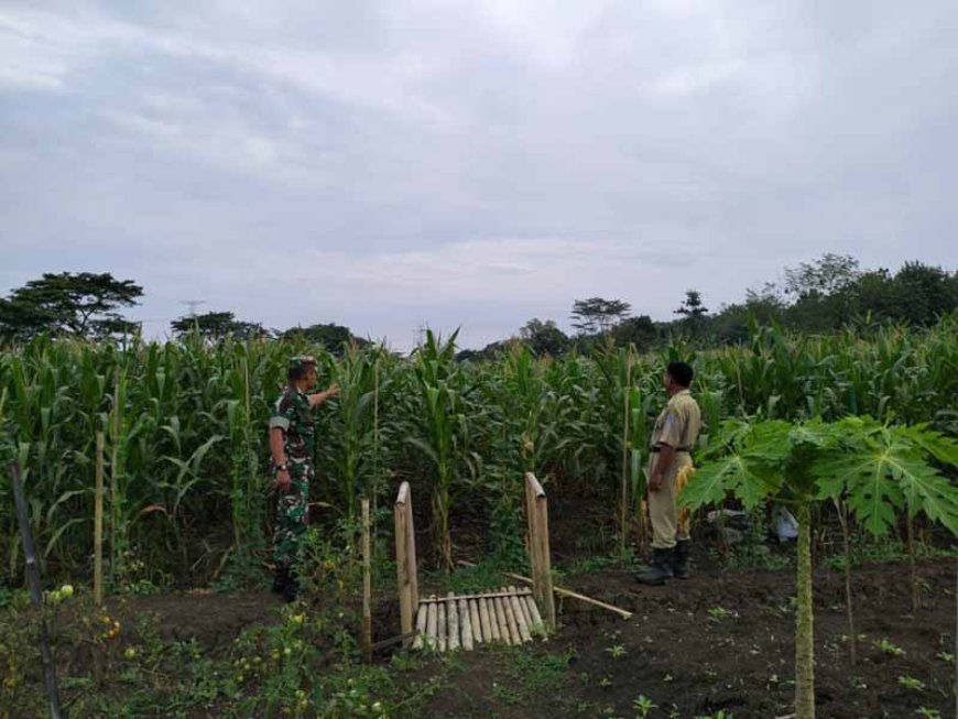 Lahan Jagung Ketahanan Pangan Kodim 0712/Tegal Tumbuh Subur