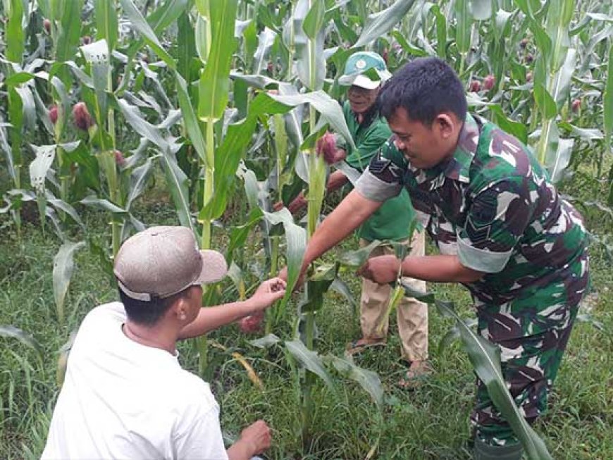 Pengurangan Jumlah Tongkol Jagung untuk Meningkatkan Produksi dan Produktivitas
