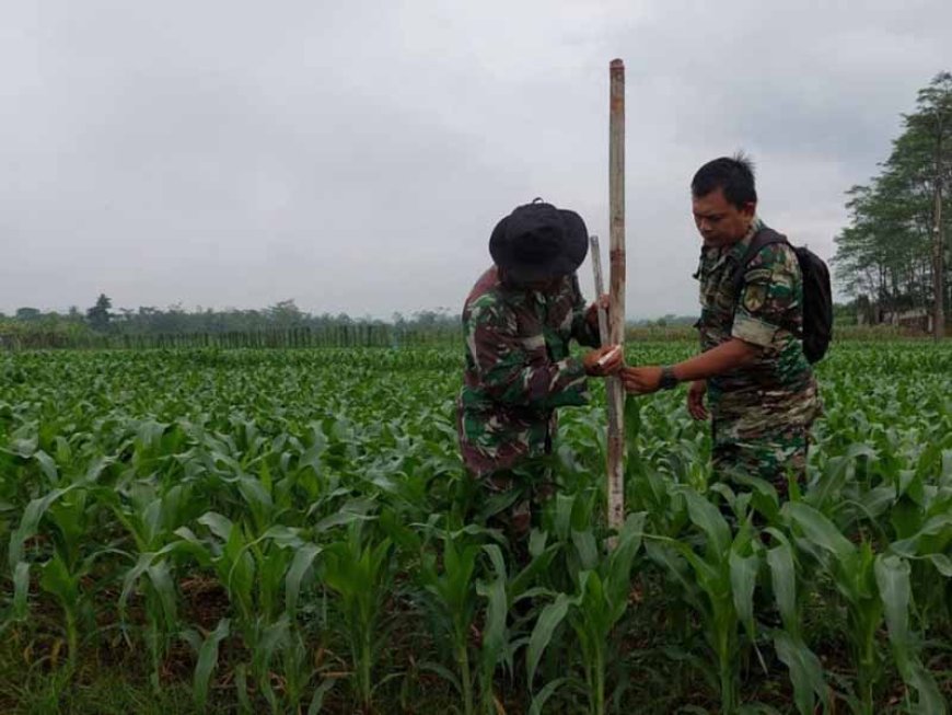 Tanaman Jagung Kodim Di Demplot Kembaran Tumbuh Baik