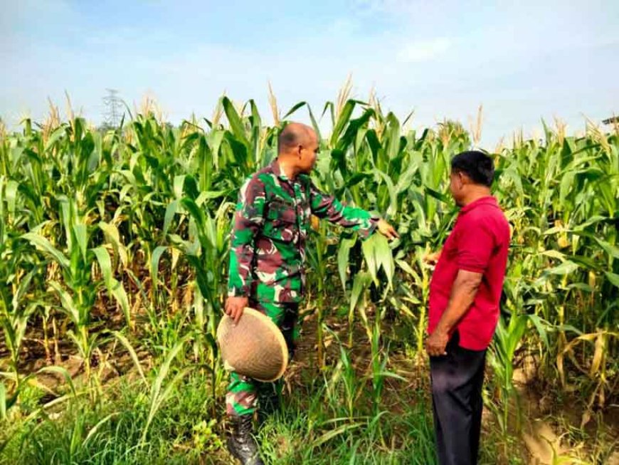 Anggota Kodim 0712 Tegal Melakukan Pengecekan Rutin tanaman Jagung