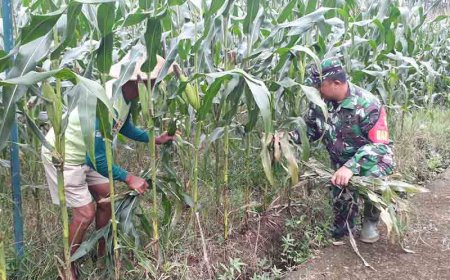 Pengurangan Daun Bawah Tongkol untuk Tanaman Jagung di Banjarnegara