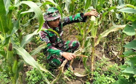 Usia Tanam 77 Hari Tokol Jagung Sudah Mulai Terisi