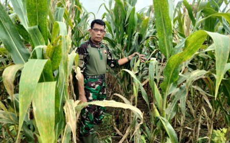 Pasiter Kodim 0712/Tegal ,Cek Lahan Ketahanan Pangan