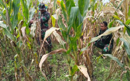 Kondisi Tananam Jagung Kodim 0712 Tegal sudah mulai Menua