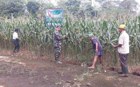 Babinsa Kodim 0704 Banjarnegara Pantau Tanaman Jagung Kelompok Tani Tiga Serangkai